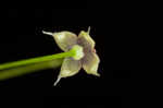 Arkansas bedstraw